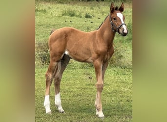 Holsteiner, Hengst, 1 Jaar, 168 cm, Bruin