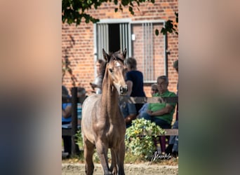 Holsteiner, Hengst, 1 Jaar, 168 cm, Schimmel