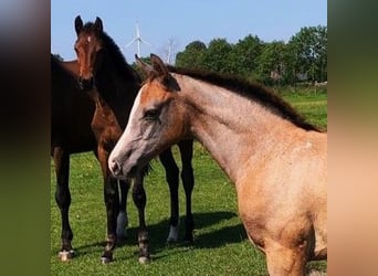 Holsteiner, Hengst, 1 Jaar, 170 cm, Schimmel