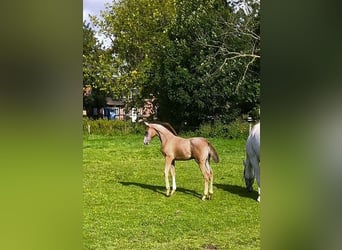 Holsteiner, Hengst, 1 Jaar, 170 cm, Schimmel