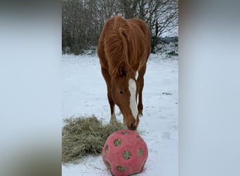 Holsteiner, Hengst, 1 Jaar, 170 cm, Vos