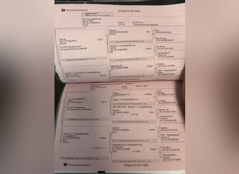 Holsteiner, Hengst, 1 Jaar, 172 cm, Vos