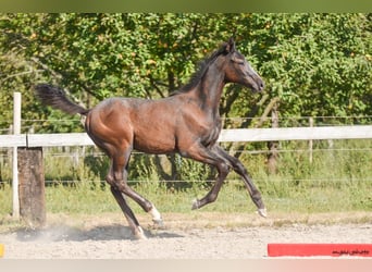 Holsteiner, Hengst, 1 Jaar, 175 cm, Appelschimmel