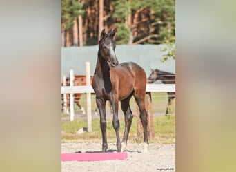 Holsteiner, Hengst, 1 Jaar, 175 cm, Appelschimmel