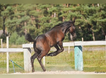 Holsteiner, Hengst, 1 Jaar, 175 cm, Appelschimmel