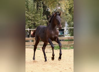 Holsteiner, Hengst, 1 Jaar, 175 cm, Donkerbruin