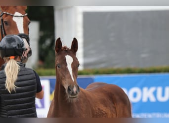 Holsteiner, Hengst, 1 Jaar, 175 cm, Donkere-vos