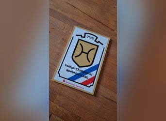 Holsteiner, Hengst, 1 Jaar, 175 cm, Donkere-vos