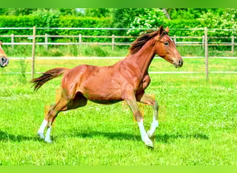 Holsteiner Mix, Hengst, 1 Jaar, 176 cm, Donkere-vos