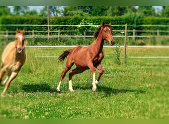 Holsteiner Mix, Hengst, 1 Jaar, 176 cm, Donkere-vos