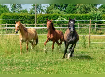 Holsteiner Mix, Hengst, 1 Jaar, 176 cm, Donkere-vos