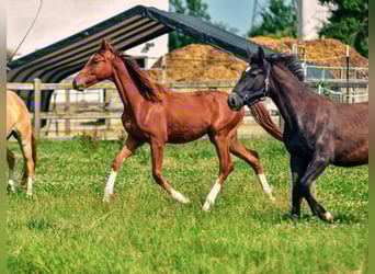 Holsteiner Mix, Hengst, 1 Jaar, 176 cm, Donkere-vos