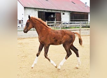 Holsteiner Mix, Hengst, 1 Jaar, 176 cm, Donkere-vos