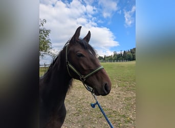Holsteiner, Hengst, 1 Jaar, Bruin
