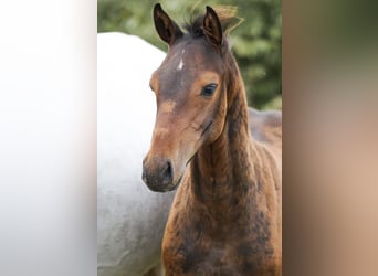 Holsteiner, Hengst, 1 Jaar, Bruin