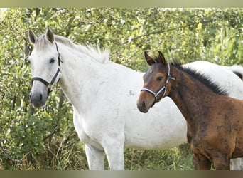 Holsteiner, Hengst, 1 Jaar, Bruin