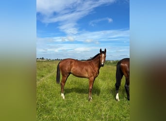 Holsteiner, Hengst, 1 Jaar, Bruin