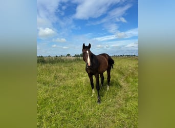 Holsteiner, Hengst, 1 Jaar, Bruin