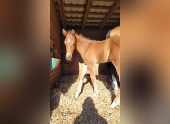 Holsteiner, Hengst, 1 Jaar, Bruin