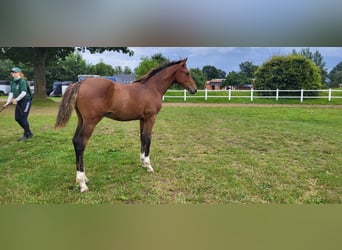 Holsteiner, Hengst, 1 Jaar, Bruin