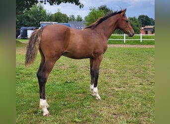 Holsteiner, Hengst, 1 Jaar, Bruin