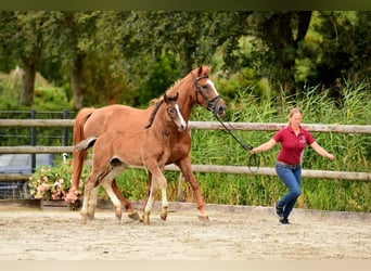 Holsteiner, Hengst, 1 Jaar, Bruin