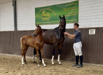 Holsteiner, Hengst, 1 Jaar, Lichtbruin