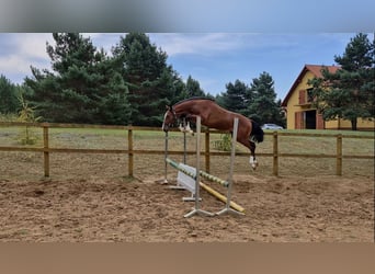 Holsteiner, Hengst, 1 Jaar, Roodbruin