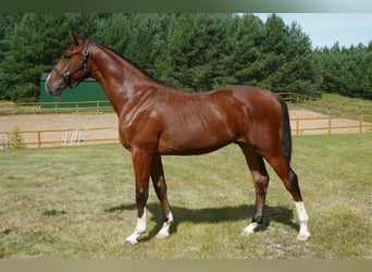 Holsteiner, Hengst, 1 Jaar, Roodbruin