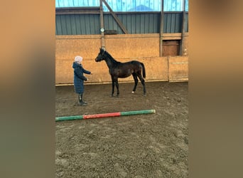 Holsteiner, Hengst, 1 Jaar, Schimmel