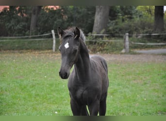 Holsteiner, Hengst, 1 Jaar, Zwart