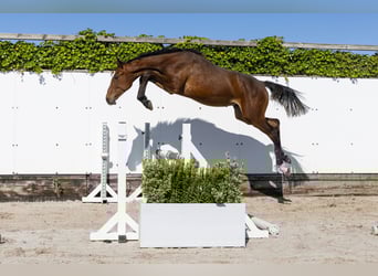 Holsteiner, Hengst, 1 Jahr, 152 cm, Brauner