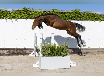 Holsteiner, Hengst, 1 Jahr, 152 cm, Brauner