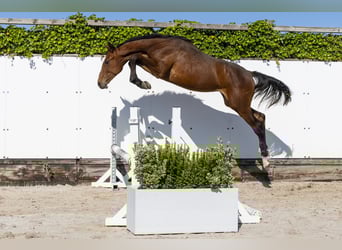 Holsteiner, Hengst, 1 Jahr, 152 cm, Brauner
