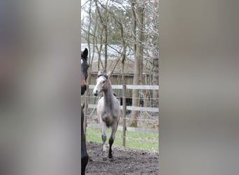 Holsteiner, Hengst, 1 Jahr, 156 cm, Kann Schimmel werden
