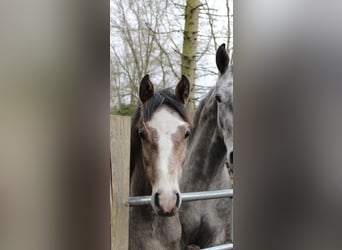 Holsteiner, Hengst, 1 Jahr, 156 cm, Kann Schimmel werden