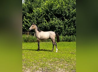 Holsteiner, Hengst, 1 Jahr, 165 cm, Rotschimmel