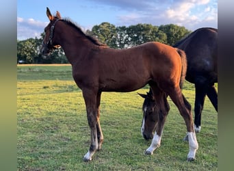 Holsteiner, Hengst, 1 Jahr, 168 cm, Brauner