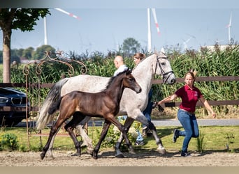 Holsteiner, Hengst, 1 Jahr, 168 cm, Schimmel