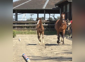 Holsteiner, Hengst, 1 Jahr, 170 cm, Brauner