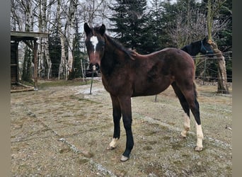 Holsteiner, Hengst, 1 Jahr, 170 cm, Brauner