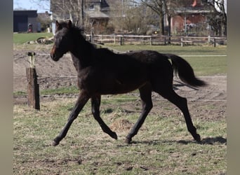 Holsteiner, Hengst, 1 Jahr, 170 cm, Dunkelbrauner