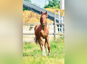 Holsteiner, Hengst, 1 Jahr, 174 cm
