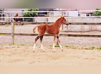 Holsteiner, Hengst, 1 Jahr, 174 cm, Dunkelfuchs