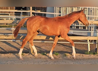 Holsteiner, Hengst, 1 Jahr, 174 cm, Dunkelfuchs