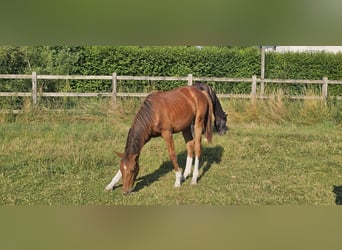 Holsteiner, Hengst, 1 Jahr, 174 cm, Dunkelfuchs