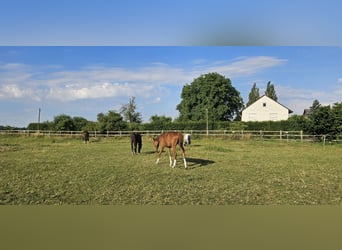 Holsteiner, Hengst, 1 Jahr, 174 cm, Dunkelfuchs