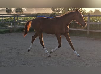 Holsteiner, Hengst, 1 Jahr, 174 cm, Dunkelfuchs