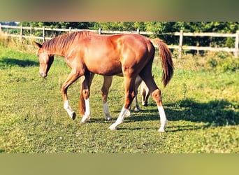 Holsteiner, Hengst, 1 Jahr, 174 cm, Dunkelfuchs