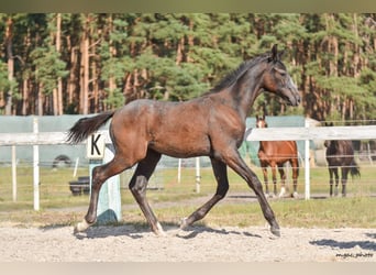 Holsteiner, Hengst, 1 Jahr, 175 cm, Apfelschimmel